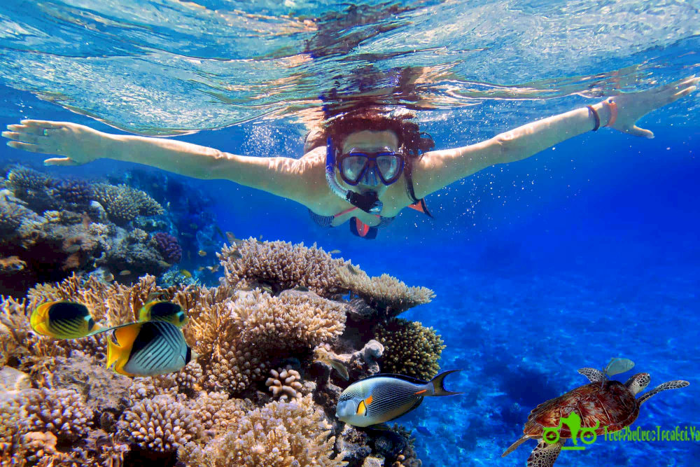 Visitors can join snorkeling tours starting from 990,000 VND/person, including equipment and lunch